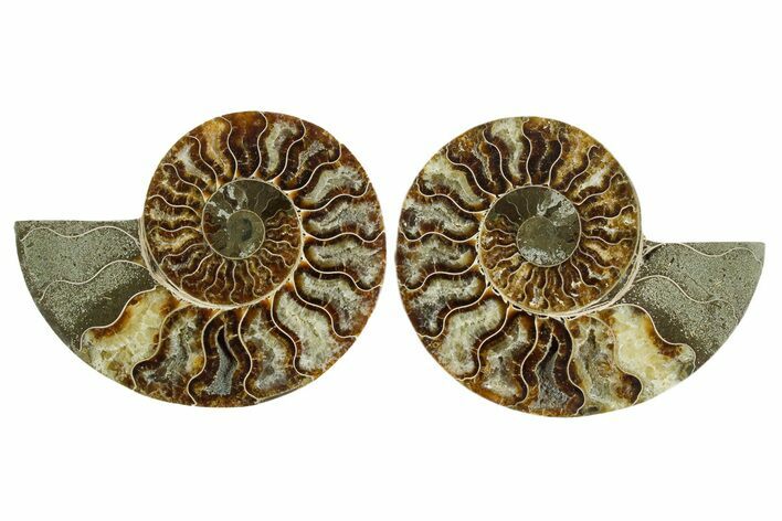 Cut & Polished Crystal-Filled Ammonite Fossil - Madagascar #354109